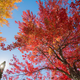 Illustration for article titled 76 Stunning Photos Of Fall Leaves